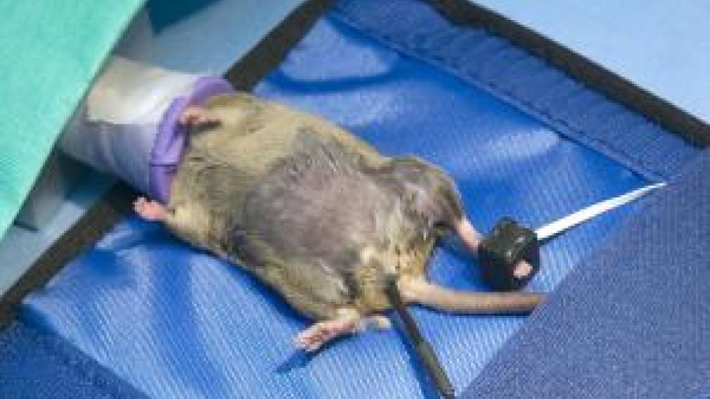 A rat under anaesthesia