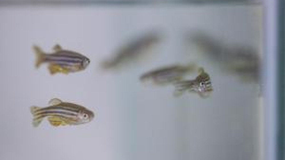 Zebrafish in a tank