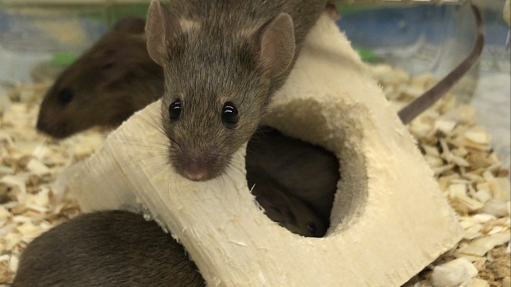 Three brown mice inside, on top of and around a cubic wooden shelter with circular holes.