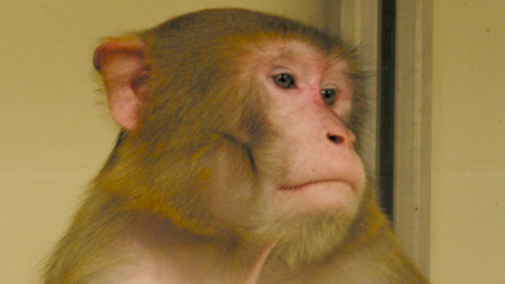A macaque looking to its left