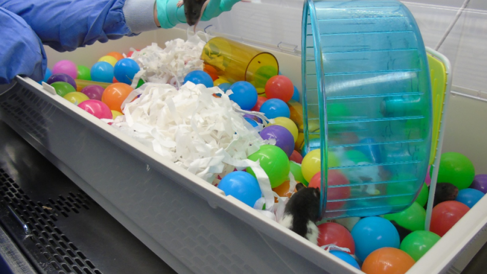 Rats in a playpen with plastic balls, bedding and a plastic wheel