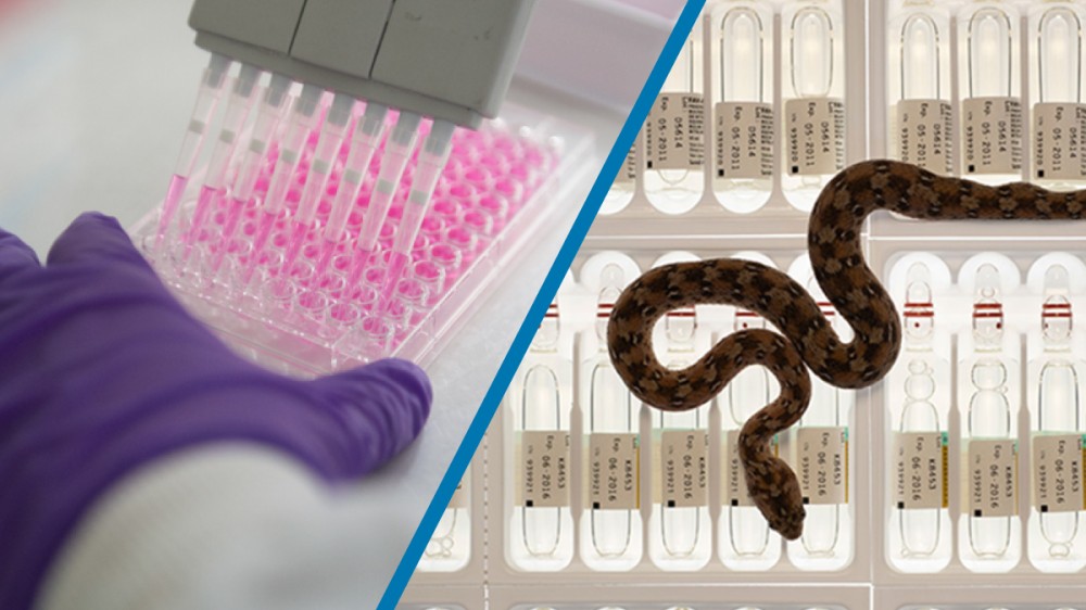 A 96 well plate being filled with pink liquid, shown with a snake on top of vials of anti-venom