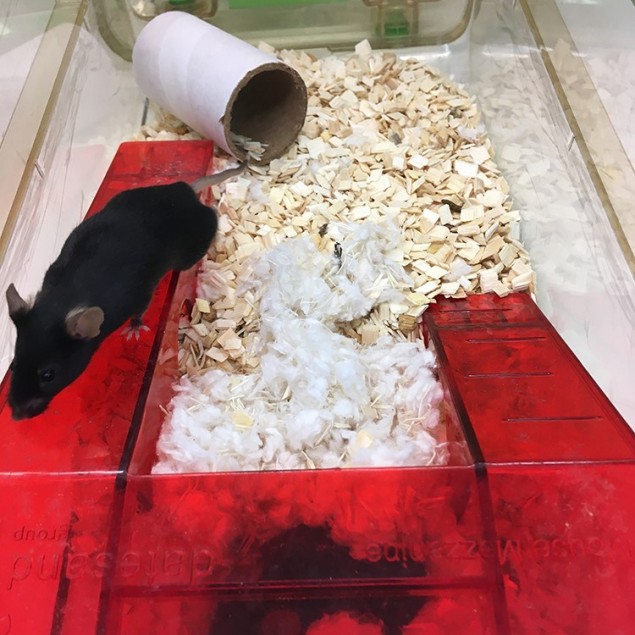 A mouse loft in a cage