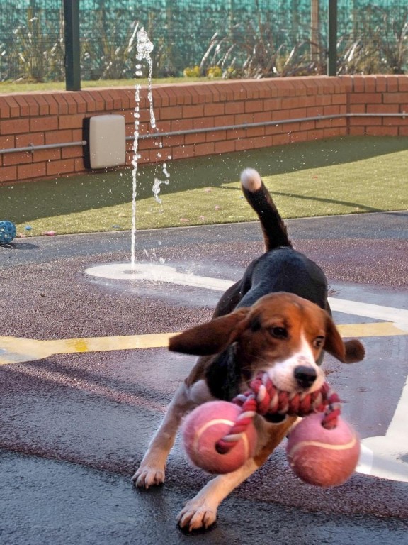 A dog running outside carrying a toy in its mouth. A water fountain and grass can be seen in the background.