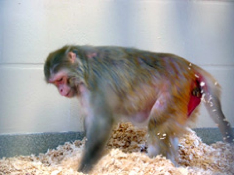 A female rhesus macaque on all fours foraging in sawdust on the floor. Her perianal skin is visible and red. The reasons for this are unknown but it could be a mechanism by which females signal their receptivity and fertility