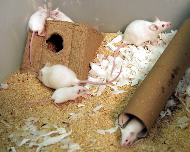 A breeding pair of laboratory mice housed with their pups