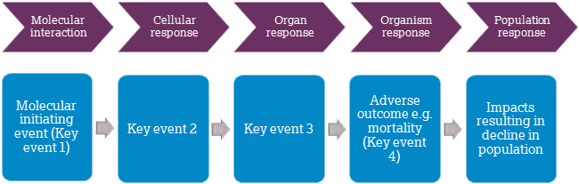  A graph showing the Adverse Outcome Pathways 
