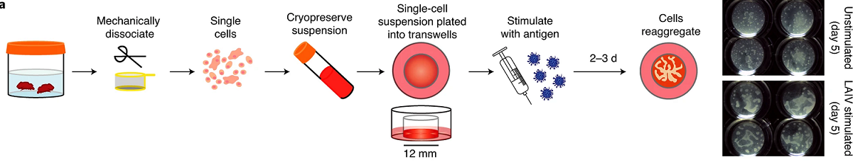 A graphical abstract of Lisa Wagar's tonsil organoid model.