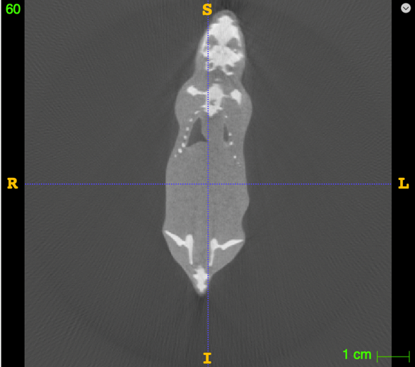 A CT image of an anatomically correct mouse phantom, the outline of the animal can be seen against a dark background with areas of interest such as the skull showing up in a lighter colour.