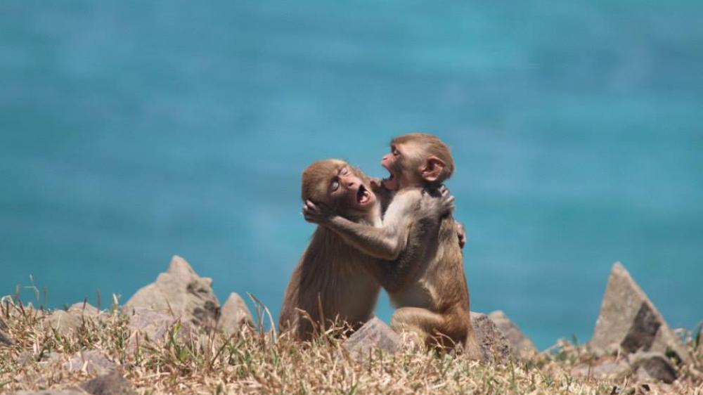 two infant rhesus playing and displaying play face with their mouths open.