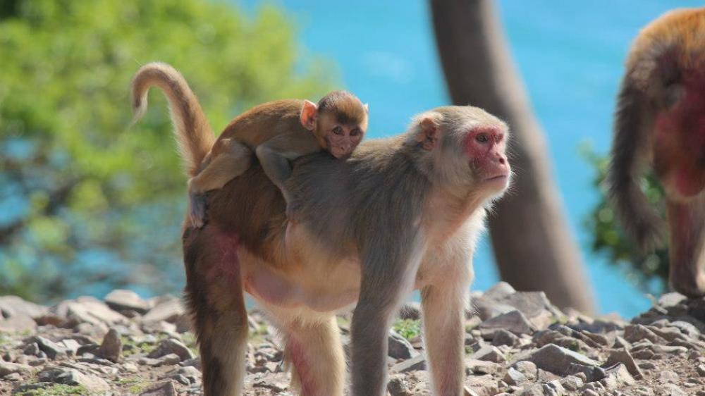 A mother rhesus carries her infant dorsally