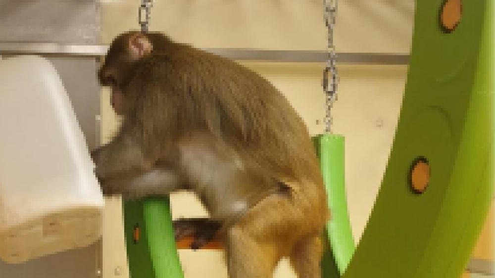 Peploe et al. (2021) Laboratory Primate Enrichment Ideas
