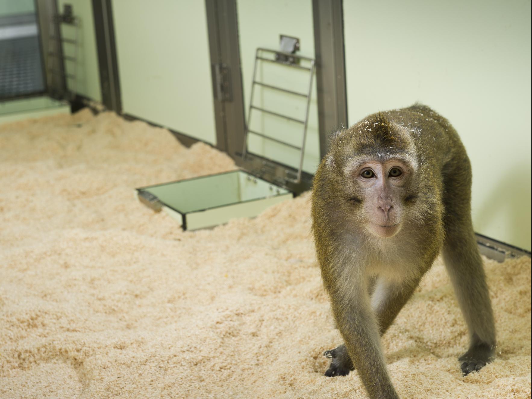 A cynomolgus macaque in it's enclosure with floor substrate, such as soft wood shavings, improve cleaning regimes, as they absorb urine and faeces and avoid the need for wet cleaning daily.