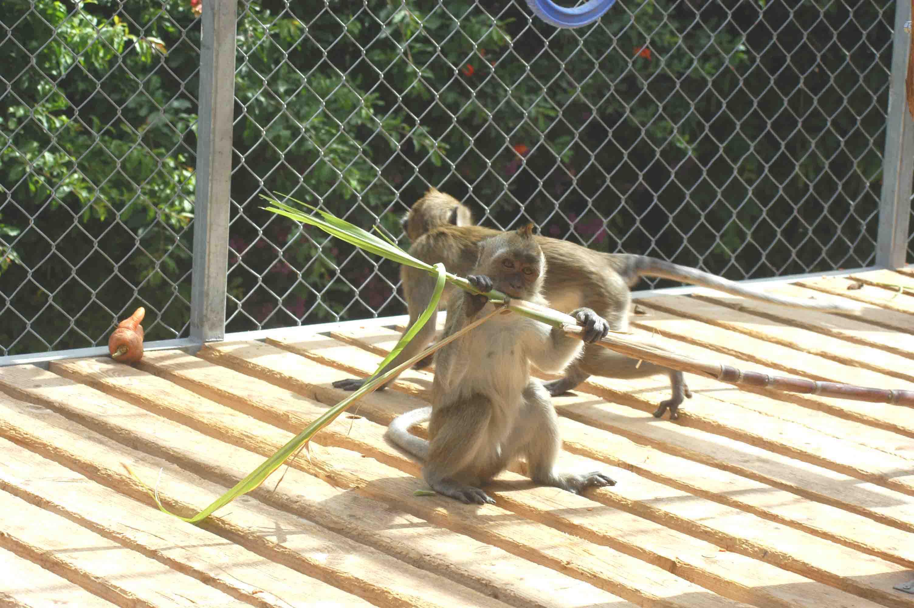 A young cynomolgus macaque eating sugar cane