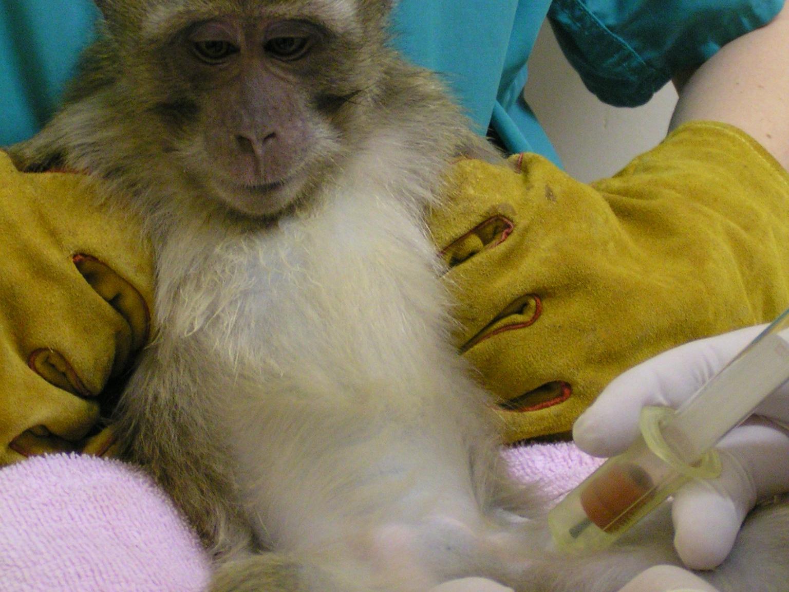 A cynomolgus macaque is handled with gauntlets by one technician while another technician draws a blood sample from its leg