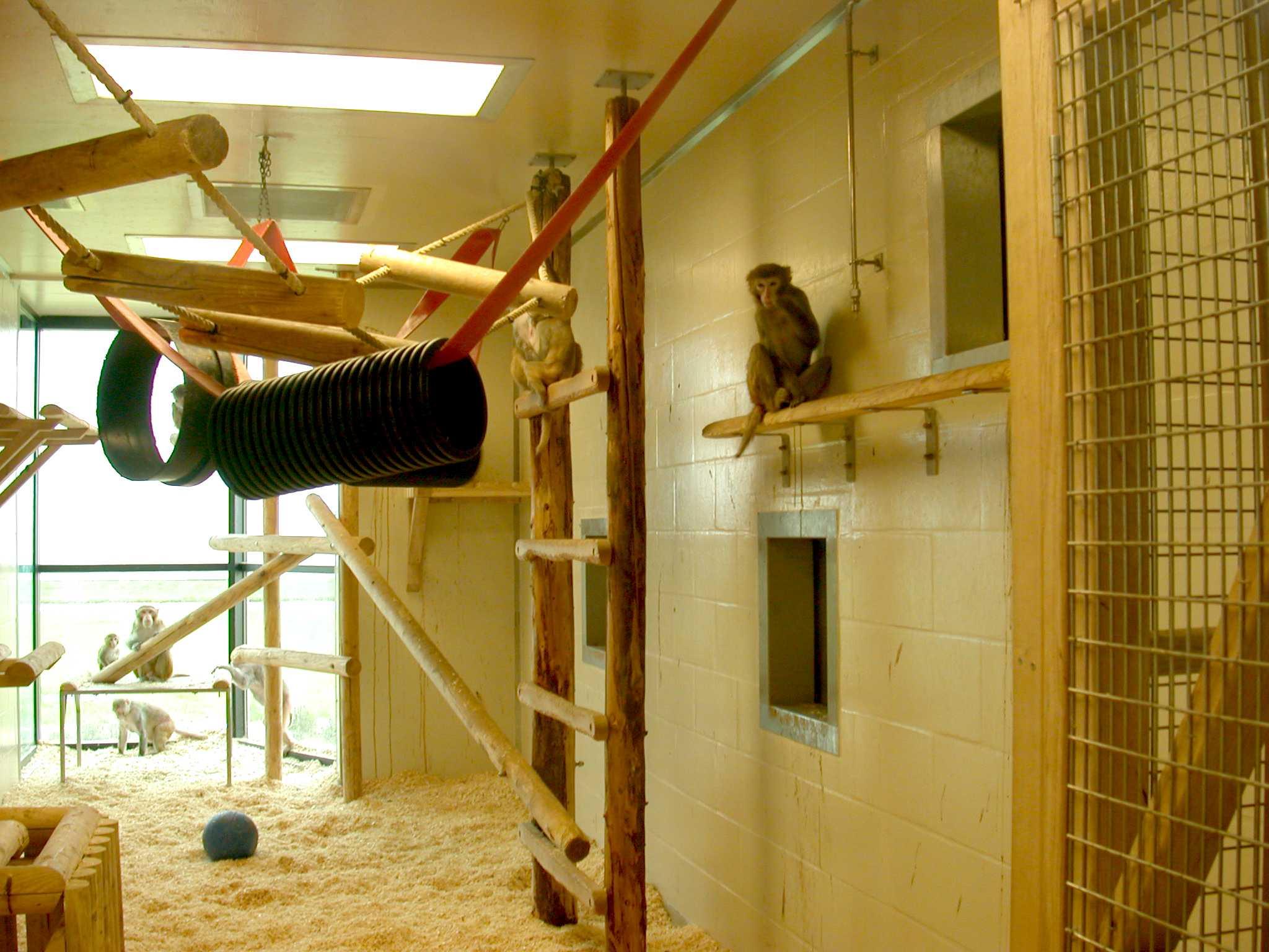 An example of an indoor enclosure that is a somplex and stimulating space with various wooden perches and ladders and manulipulatable enrichment. The space is large enough for macaques to run , climb, swing, jump, flee upwards and hide from dominant animals or humans