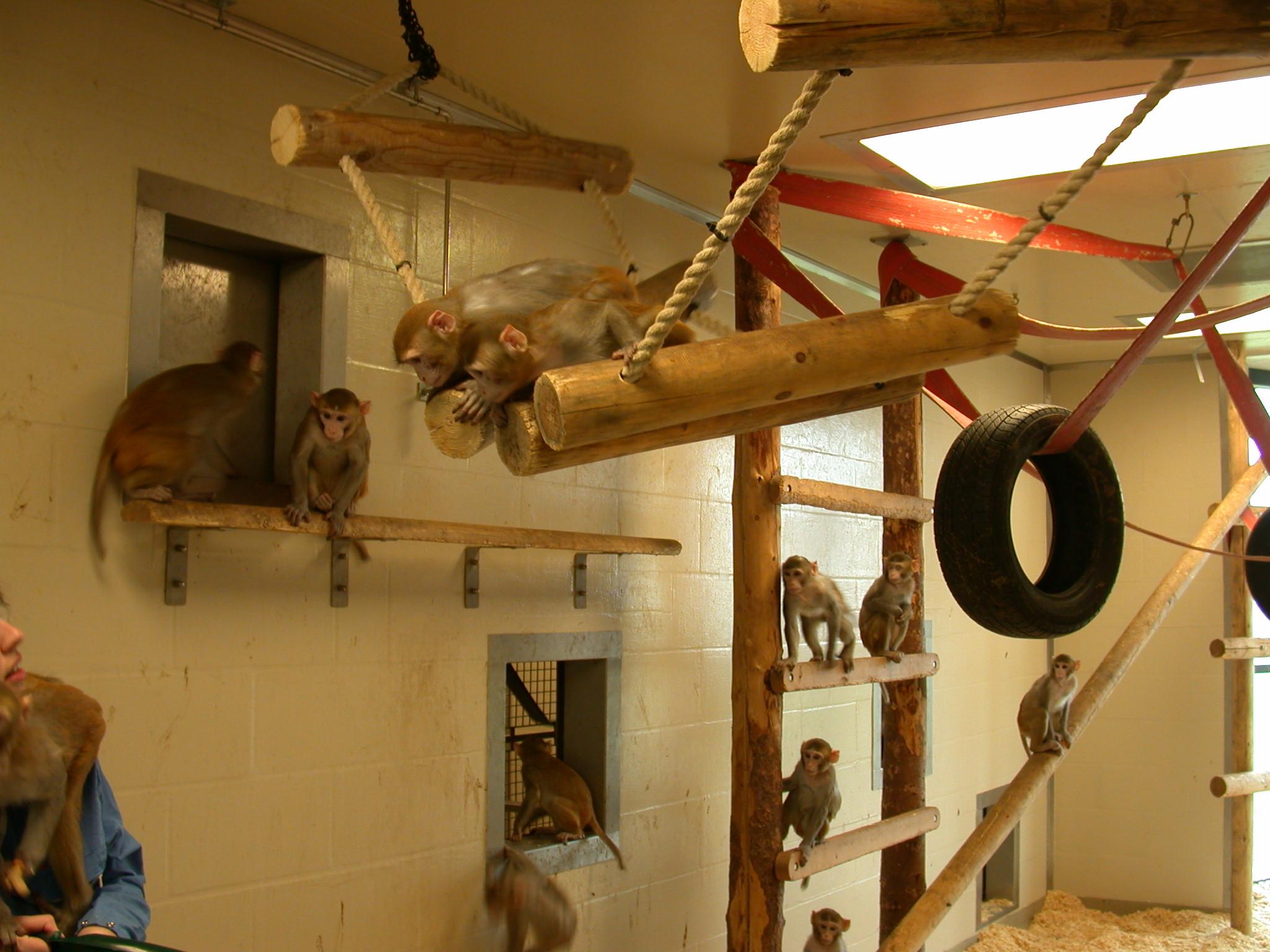 A indoor room showing multiple hatches in the walls that staff can close to separate the monkeys from their play pen into the cage room for husbandry purposes.