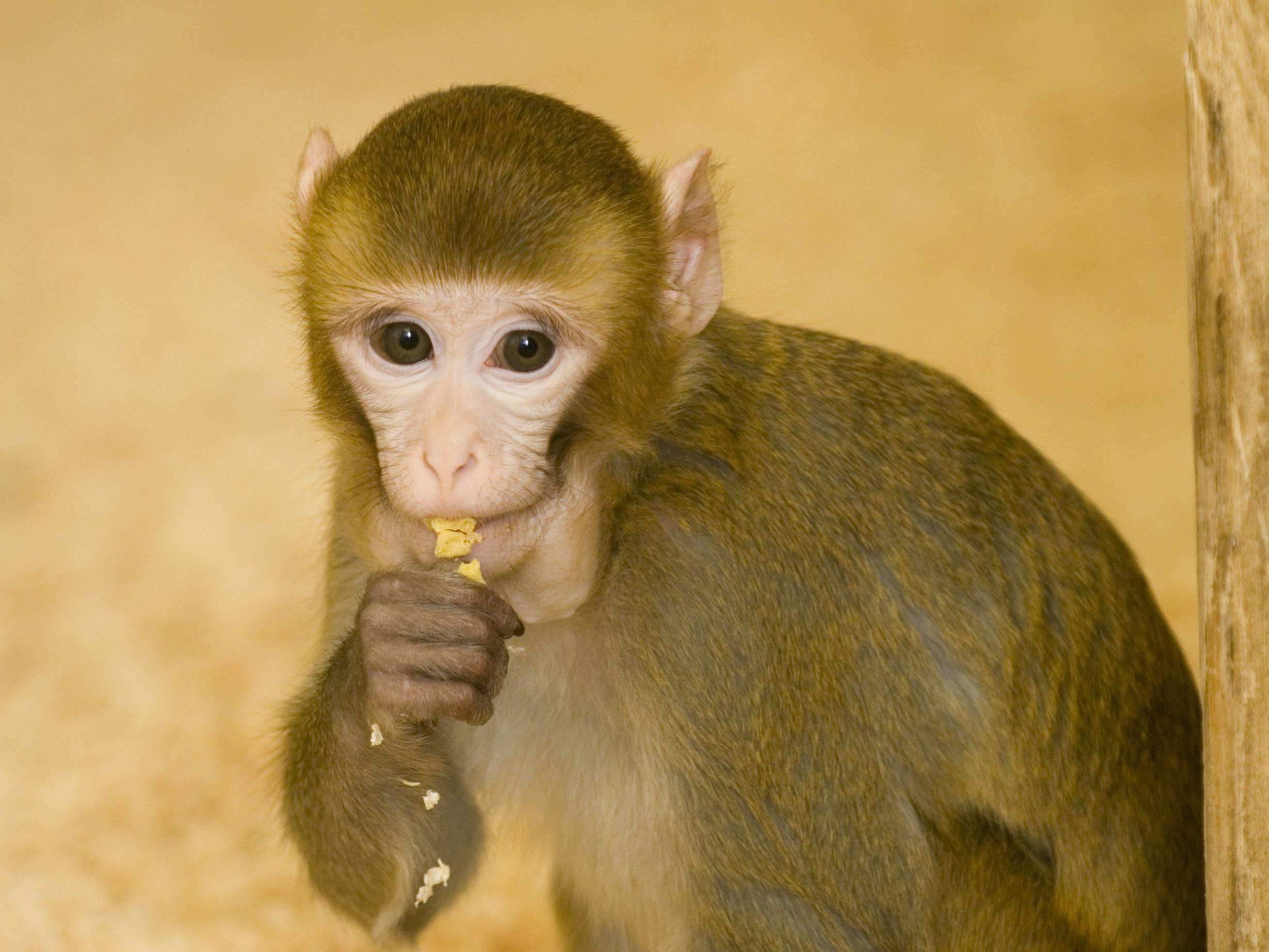 Juvenile rhesus foraging with full cheek-pouches