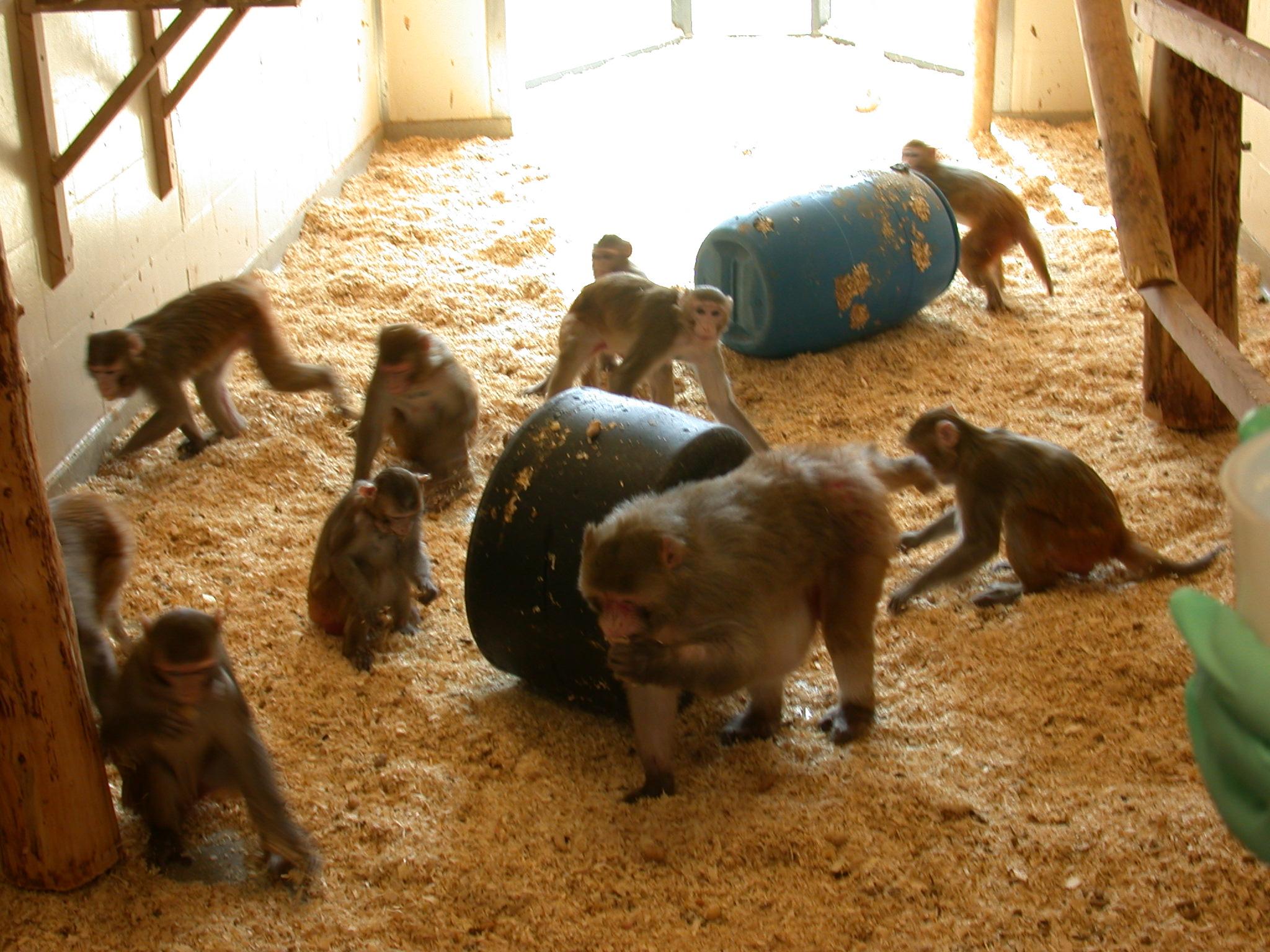 Socially housed macaques forage through sawdust and bedding in their indoor enclosure for food