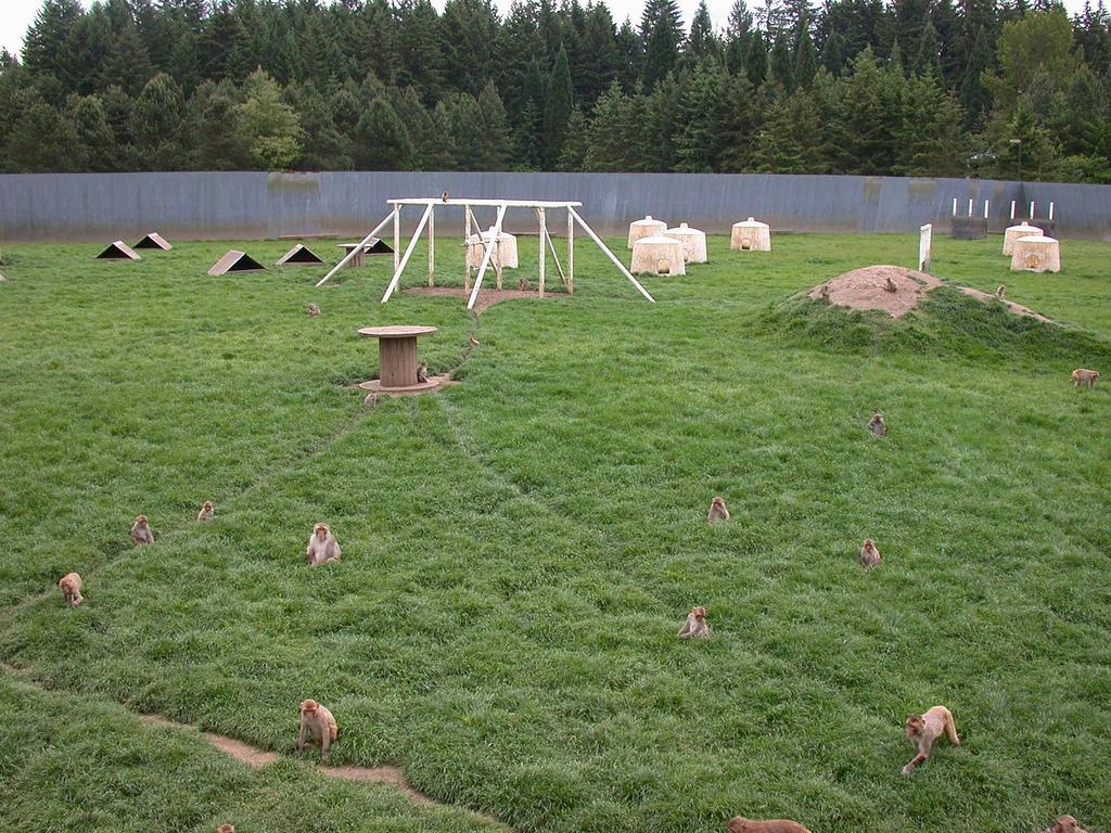 Outdoor corrals best practice. Here, monkeys are housed in very large and complex social groups with grassy areas to forage, and wooden structures to climb. This is the best type of captive housing to promote positive welfare.