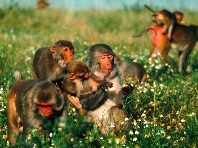 Rhesus macaques feeding on herbs in an open corral