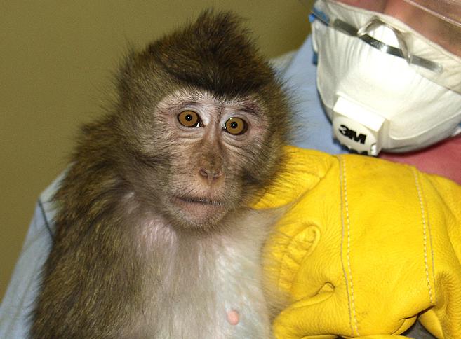 A cynomolgus macaque being handled by a care technician in approporiate PPE: FP3 mask; thick gloves; safety glasses
