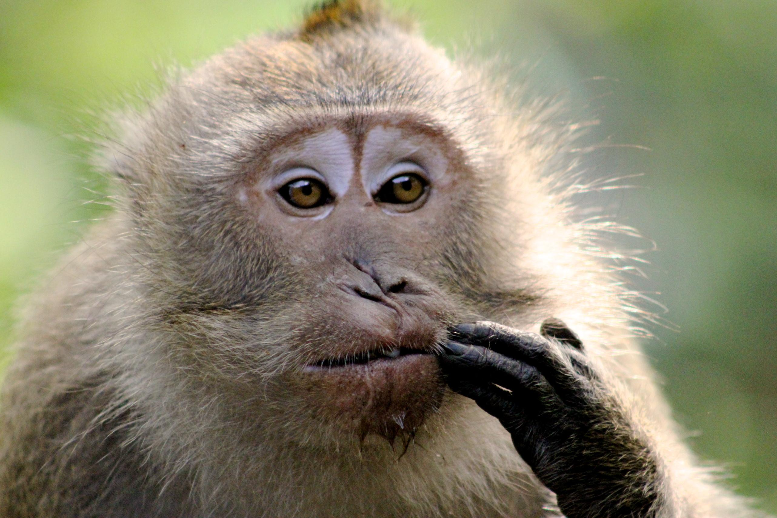 A cynomolgus macaque with a scar on it's nose. The scar on this monkey’s nose makes it distinctive and easily identifiable by eye