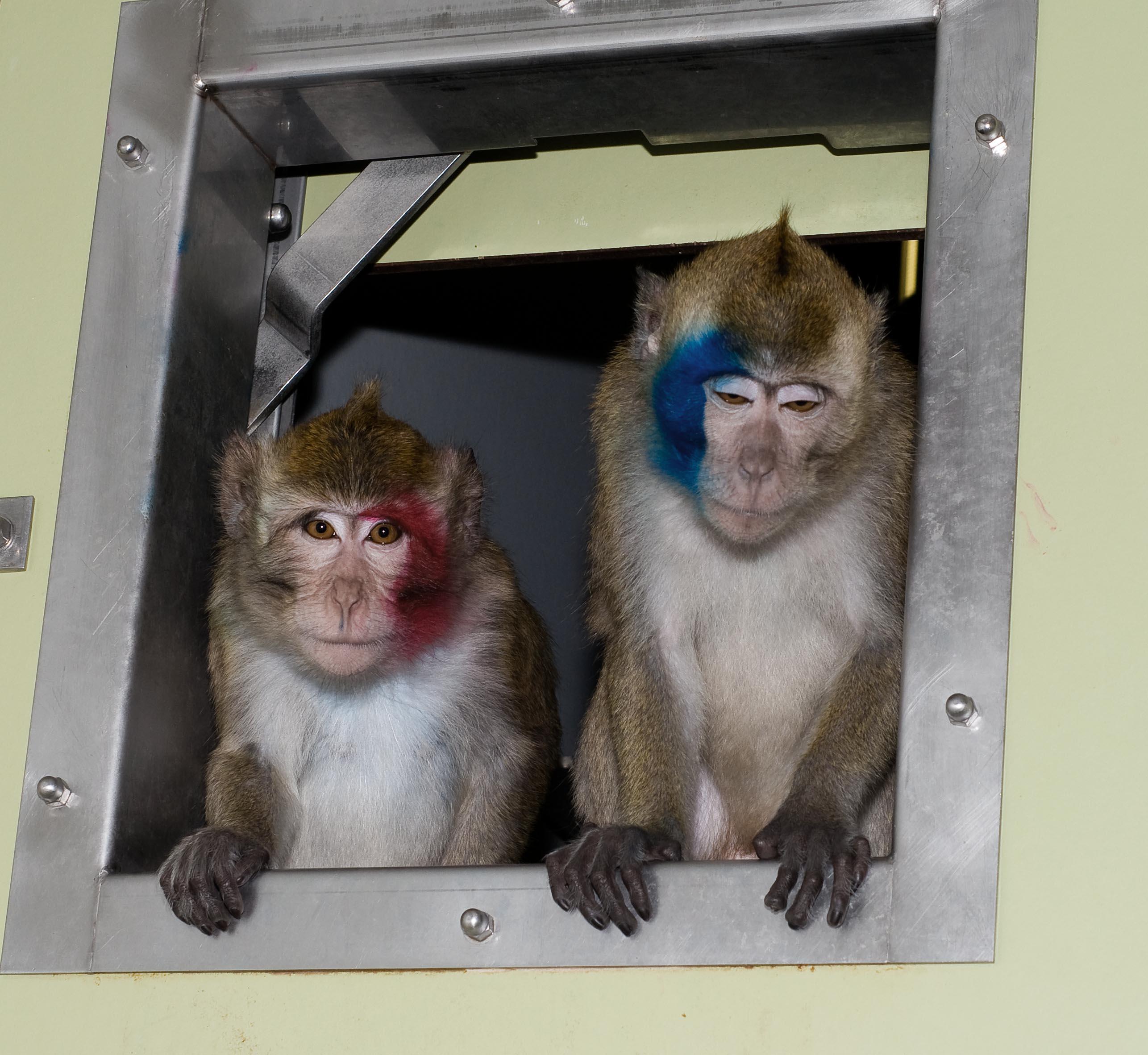 Two cynomolgus macaques with coloured dye on their faces. Dying of the face is not recommended given its role in communication.