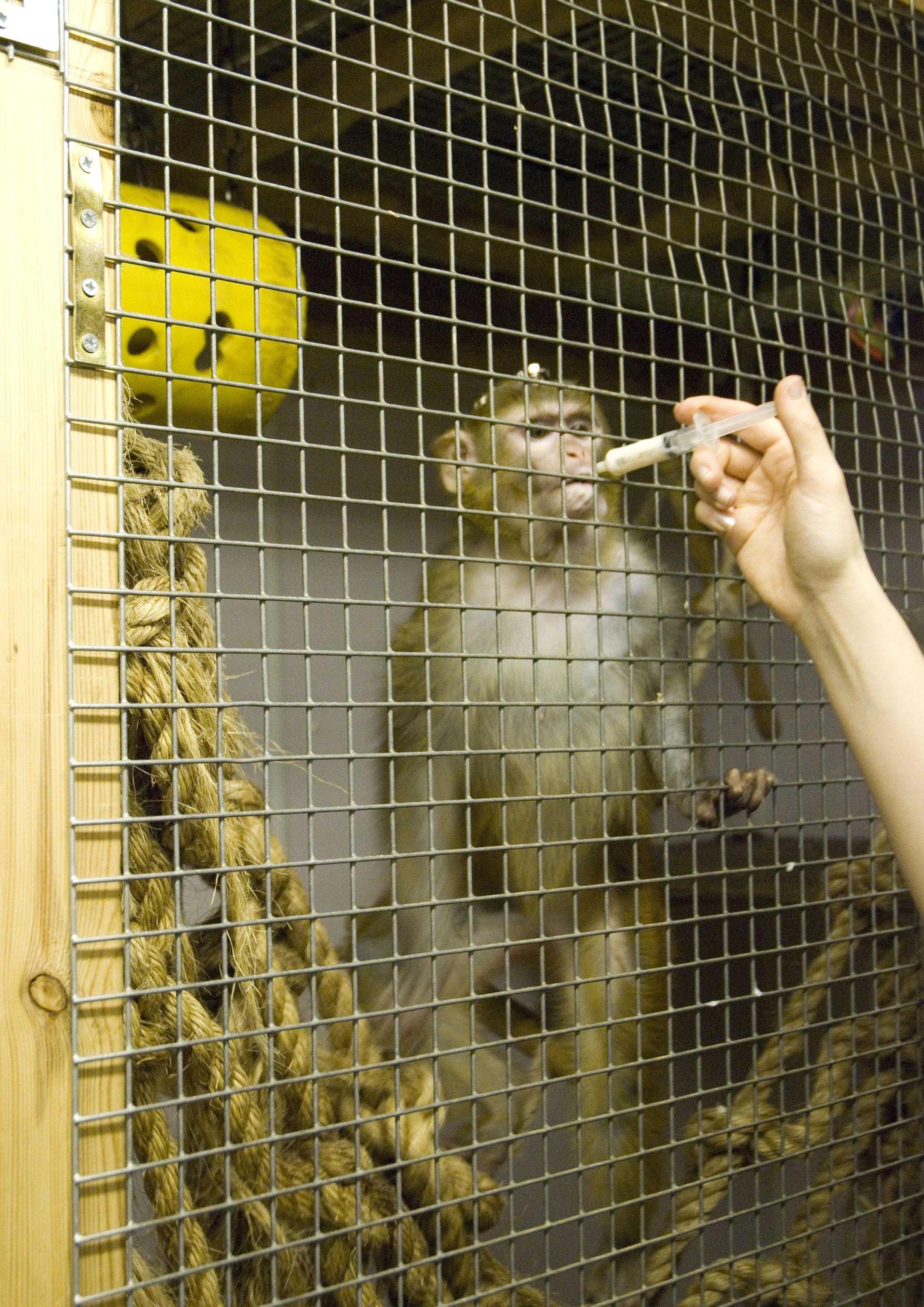 A rhesus macaque receives food from care staff whilst sitting in a wood and mesh enclosure that provides a softer, warmer and less noisy environment.