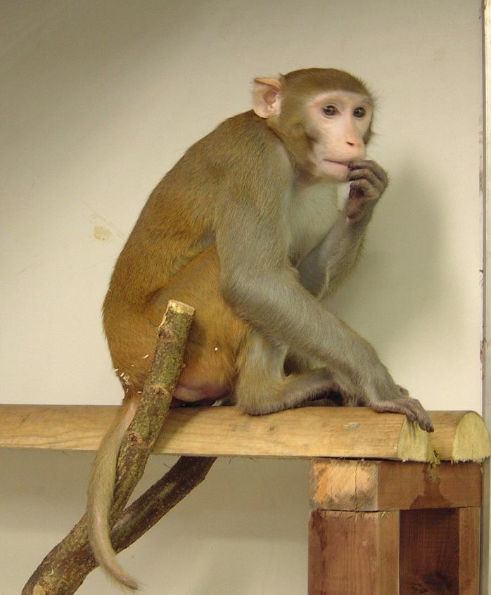 A rhesus macaque perches on a wooden perch made of natural branches