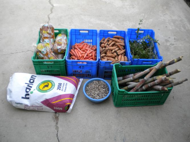 various foods used to feed macaques including bread, carrots, sweet potato, leaves, seeds, sugar cane, and special primate diet pellets