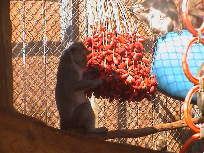 A cynomolgus macaque picking dates of a vine to eat