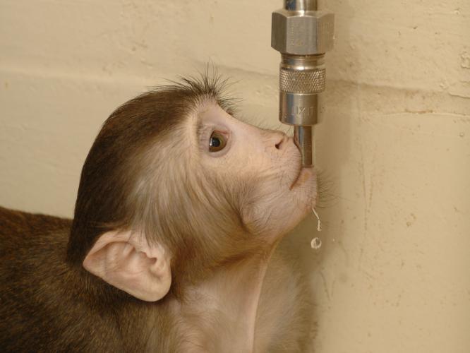 a juvenile rhesus drinking from an integrated water pipe in its enclosure