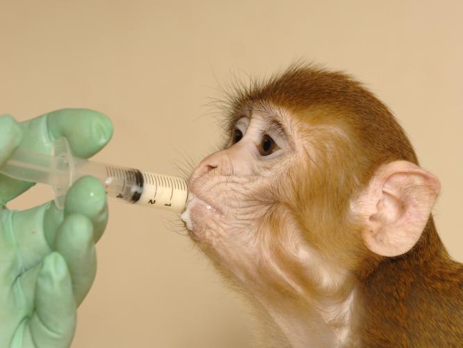 A young rhesus being hand fed a milk solution through a syringe