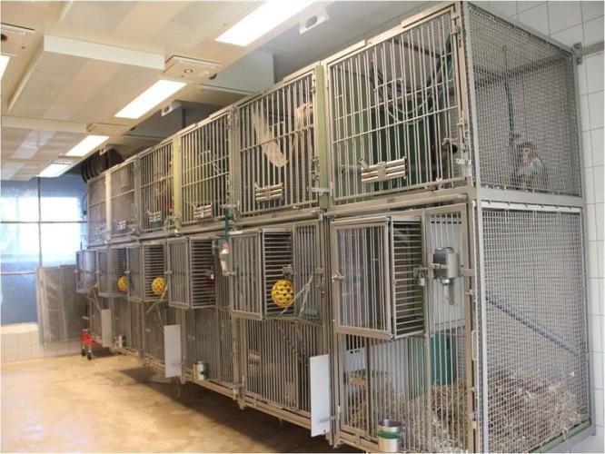 Conventional stainless steel caging in a BSL3 facility has been improved by the addition of high perches, dividers to adjoin adjacent cage units, and a solid floor with substrate for foraging. Note the cages use the full height of the room.