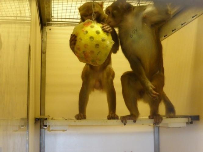Two young rhesus macaques engage with a suspended ball that is filled with treats and frozen. Further opportunities for interaction and manipulation