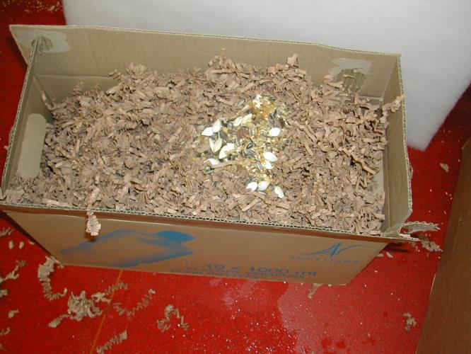 A forage box. Sawdust is placed into a cardboard box along with foods to encourage contained monkeys to forage