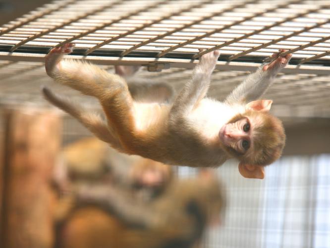 Rhesus macaque infant using mesh ceiling