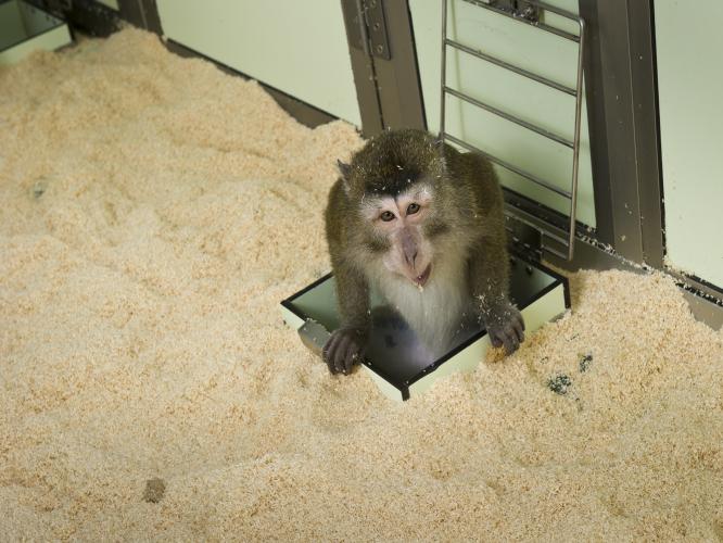 A cynomolgus macaque enters a large room from a hatch that is above their conventional caging
