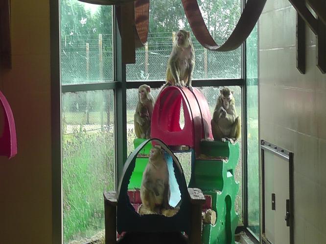 Macaques perch on plastic objects joined together to create a climbing frame, positioned in the bay window