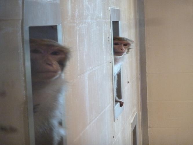 Rhesus macaques using the hatch doors between large room and adjoining caged area
