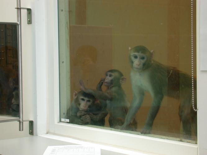 Rhesus macaques sit by a window where they can view staff working in the corridors and neighbouring rhesus macaques in other enclosures.