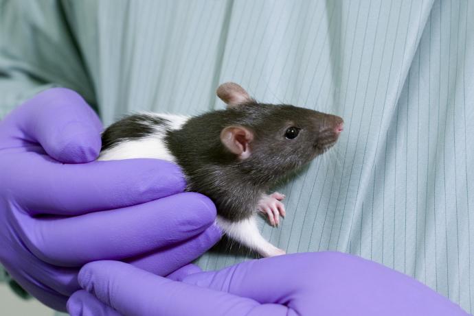 Decorative image of mouse being handled