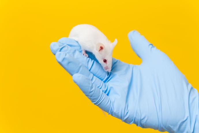 Mouse being handled by person with a glove with a yellow background.