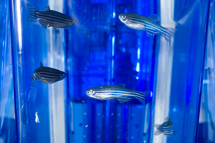 Image of zebrafish in a blue tank of water