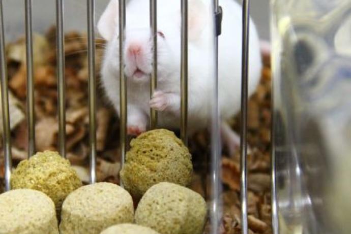 Image of mouse in a cage