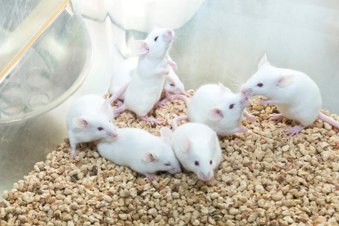 Group of white mice in a clear cage
