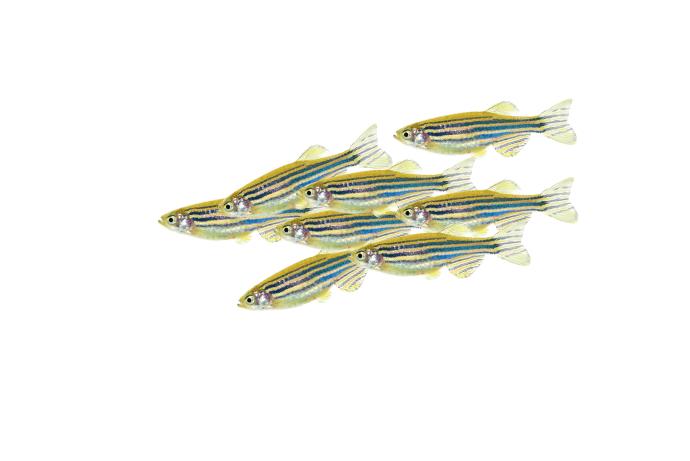 Image of zebrafish in a clear tank of water