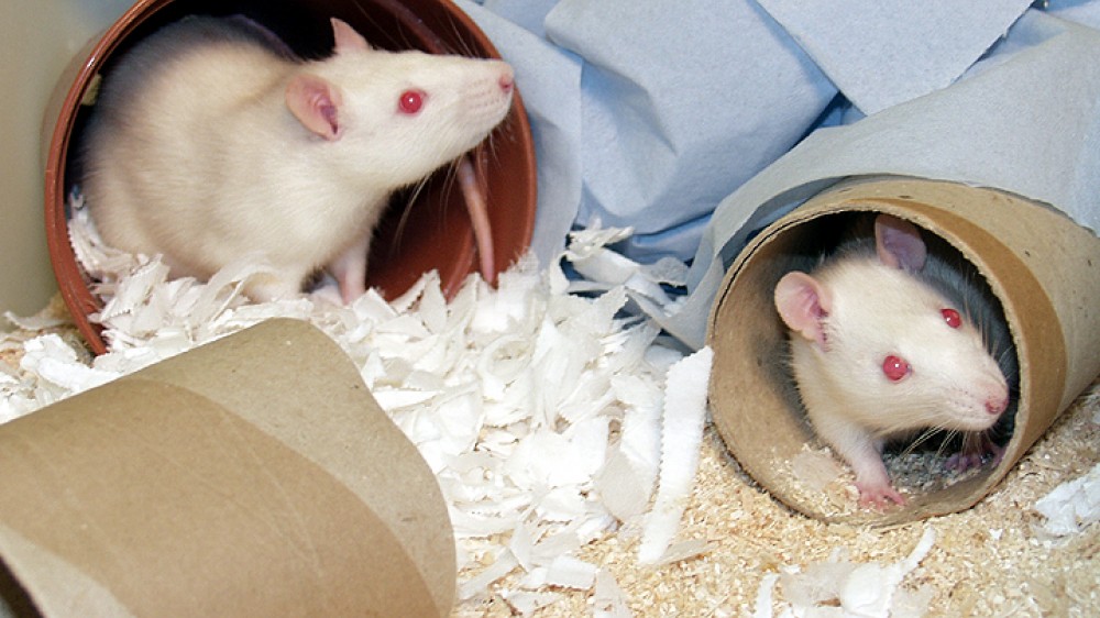 Two white rats in an enriched cage containing cardboard tunnels and paper towels.