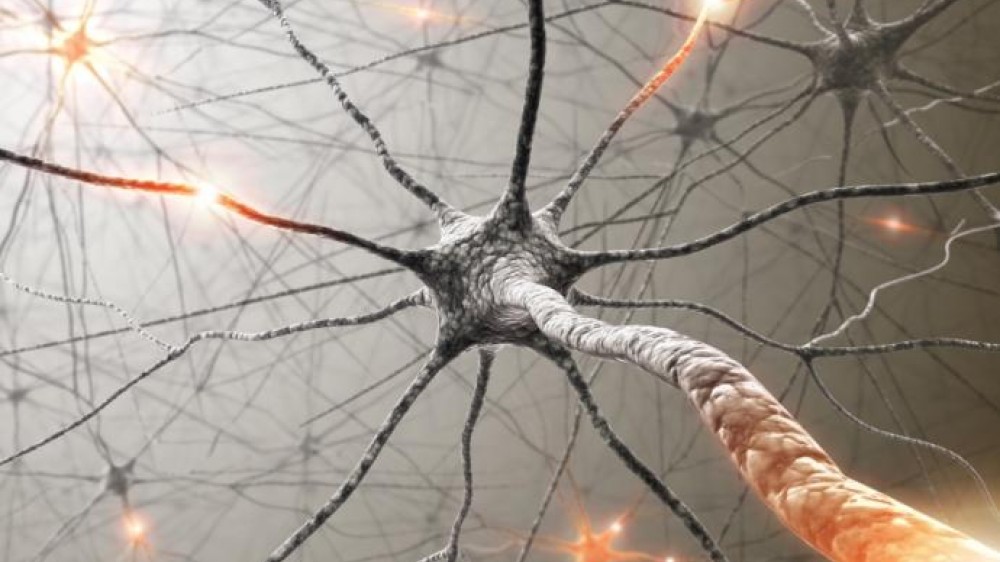 Neurons in a human brain